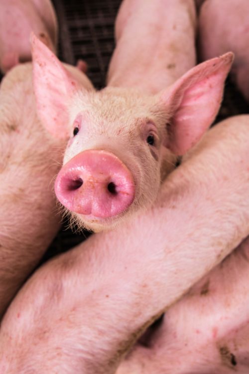 Ganados El Sotillano - imagen decorativa